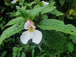 Image result for Impatiens purpureoviolacea