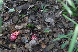 Image result for Thonningia