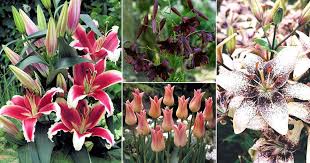 Son seung wan (손승완) position: 85 Best Types Of Lilies Garden Lily Variety Names Balcony Garden Web