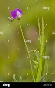 Image result for Lathyrus hirsutus