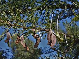 Image result for Acacia exuvialis