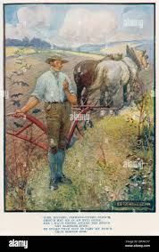 Mountain daisy burns hi-res stock photography and images