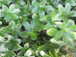 Image result for Alchemilla johnstonii