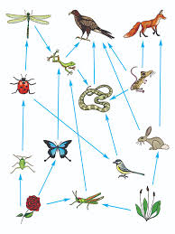Several new studies attempt to put a price tag on the internet. Food Webs Show The Diversity In All Consumers In Ecosystems