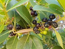 Image result for Sideroxylon inerme