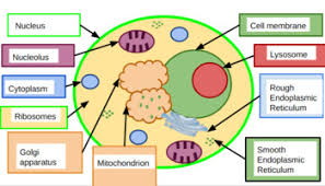 Eukaryote cell with a nucleus eukaryotic cells vector prokaryotic cells endoplasmic reticulum vector labelled cell microfilaments structure cell animal cells biology prokaryot. Animal Cell Labeling Worksheets Teaching Resources Tpt