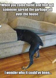 Funny Dog Hiding Funny Animal Pictures Dog Quotes Funny Funny Animals