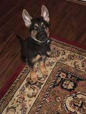 We're globally recognized for our dog obedience training, puppy training, nosework, and therapy dog training! Puppyfinder Com German Shepherd Dog Puppies Puppies For Sale Near Me In Macon Georgia Usa Page 1 Displays 10