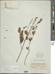 Image result for Orthosiphon thymiflorus