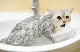 Bagi yg banyak kucing atau gak sanggup ngurus lagi saya hibahkan ke saya ya. Daftar Harga Harga Grooming Kucing Terbaru 2021 Lengkap