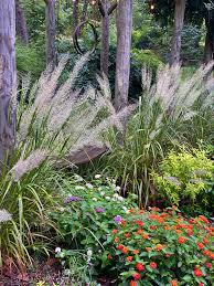 Image result for Geigeria brevifolia