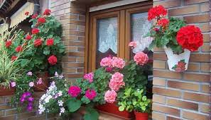 Estoy intentando identificar unas plantas colgantes que he visto en un balcon porque. Plantas Colgantes De Exterior Para Decorar Balcones Y Ventanas