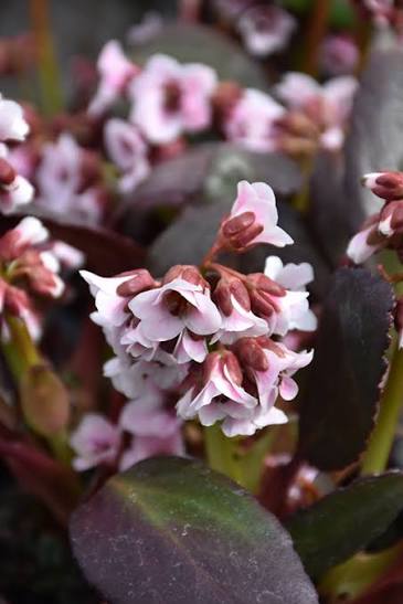 Bergenia - Angel Kiss