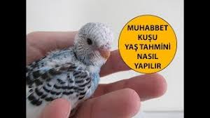 muhabbet kusu yas tahmini nasil yapilir youtube