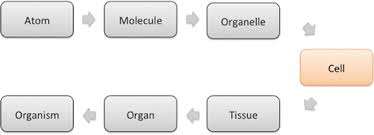 Check spelling or type a new query. Smallest Unit Of Life Cell Biology Springerlink
