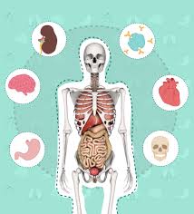 El cuerpo humano se conforma en tres partes: Sistemas Del Cuerpo Humano Para Ninos 80 Imagenes E Informacion