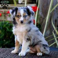 Puppyfinder.com is proud to be a part of the online adoption community. Miniature Australian Shepherd Puppies For Sale Greenfield Puppies