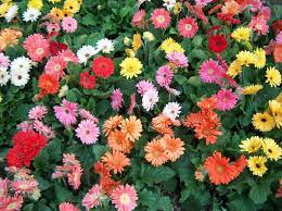 Le margherite necessitano di esser innaffiate in maniera regolare. Ultrablog Gerbera La Margherita Gigante E Colorata