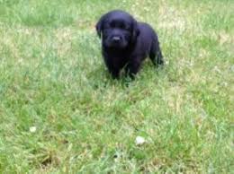 If you are unable to find your labrador retriever puppy in our puppy for sale or dog for sale sections, please consider looking thru thousands of labrador retriever dogs for adoption. Labrador Retriever Puppy Dog For Sale In Lebanon Oregon