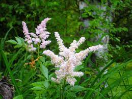 False Spirea Flower Kingdom Best Flower Wallpaper