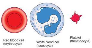 Biology Notes for IGCSE 2014 & 2022: # 74 Blood cells - structure and  functions
