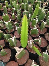 Dragon fruit seeds are small and very fragile, so handle with care. Dragon Fruit Plant Nursery Plant Pot For Rent Producers From Pune