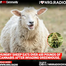 images?q=tbn:ANd9GcTTEHigjrKhftN2jRBpRzw