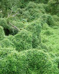 Image result for Neonotonia wightii