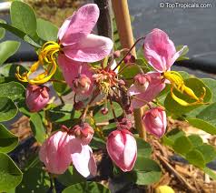 Image result for Cassia agnes