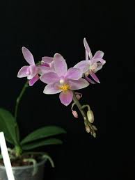 Phalaenopsis Equestris Var Rosea X Rene Par Alessandra Orchidaceae Phalaenopsis Orchid House Plants