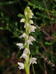 Image result for Goodyera