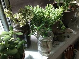 Pinterest Brunettetwin98 Instagram Jennykwhite Plant Aesthetic Plants Plants Are Friends