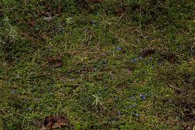 Image result for Lobelia minutula