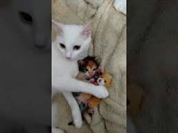Bebegini Ve Bebeginin Oyuncagini Koruyan Anne Kedi Youtube Kedi Youtube Ve Anne