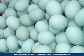 Telur bebek mengandung kalori yang lebih tinggi dibandingkan telur ayam. Begini Kisah Pasutri Yang Tekuni Usaha Penjualan Telur Bebek