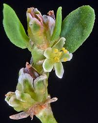 Image result for Polygonum aviculare