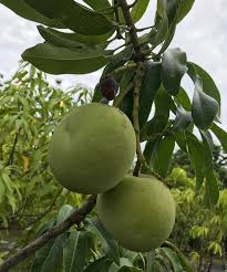 Grafted MANGO TREE 1 GALLON (70+ VARIETIES WOW!) – Lara Farms Miami