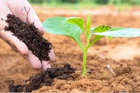 Cách trồng rau hữu cơ Organic hiệu quả năng suất cao nhất