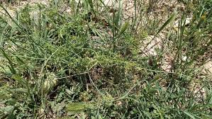 Image result for Galium spurium