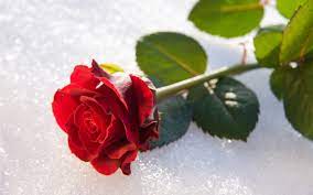 Kirimkan ini lewat email blogthis! Wallpaper Red Rose Petals Stem Leaves 7680x4320 Uhd 8k Picture Image