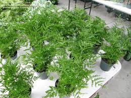 Image result for Pteris dentata