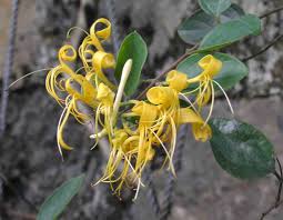 Image result for Lonicera confusa