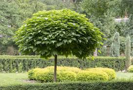 Image result for Catalpa