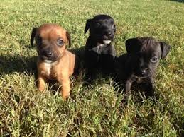 We recommend you rescue a patterdale terrier (fell terrier) (or any dog) before you buy a puppy from a breeder. Puppyfinder Com Patterdale Terrier Puppies Puppies For Sale In Usa Page 1 Displays 10