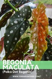 Image result for Begonia