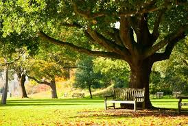 # перевод песни trees (twenty one pilots). How The Trees In Your Local Park Help Protect You From Disease