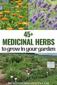 Check spelling or type a new query. Starting A Medicinal Herb Garden 45 Medicinal Plants To Grow