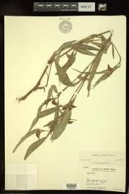 Image result for Commelina triangulispatha