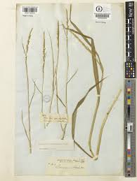 Image result for Setaria geminata