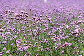 Image result for Verbenaceae